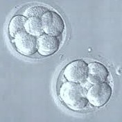 3 day embryo
