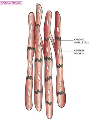 cardiac muscle diagram