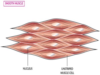 smooth muscle diagram