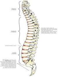 Bones of the spine
