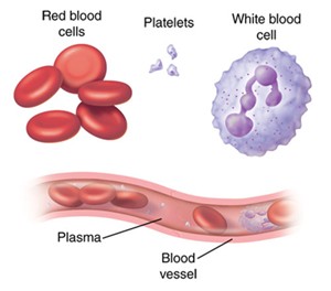 types of blood cells