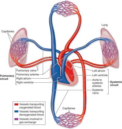 pulmonary and systemic circulation system