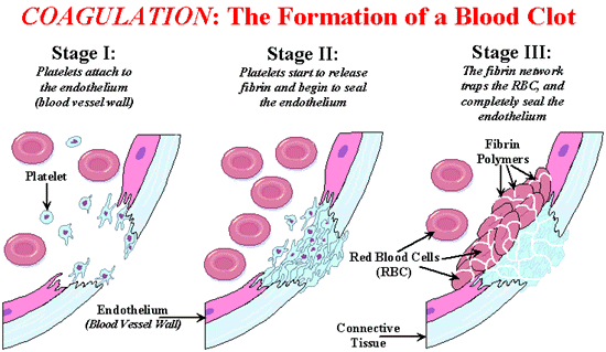 how blood clots form