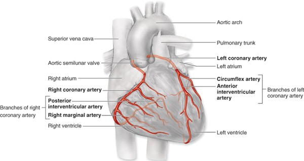 coronary circulation