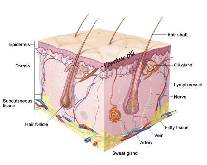 Diagram of the dermis skin