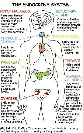 endocrine system and depression