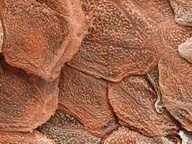 skin under microscope