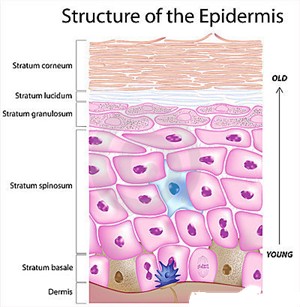 Diagram of skin epidermis