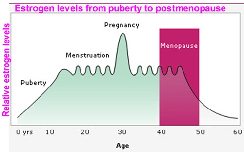 estrogen chart