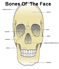 Bones of the face