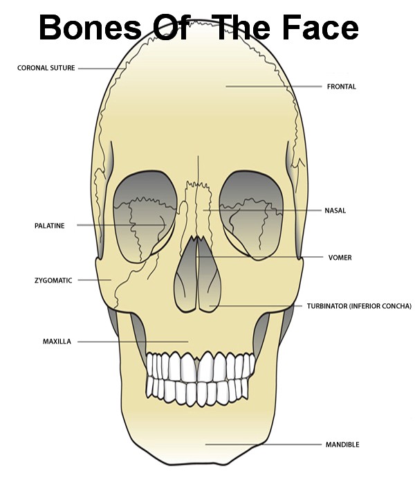 Cranial bones