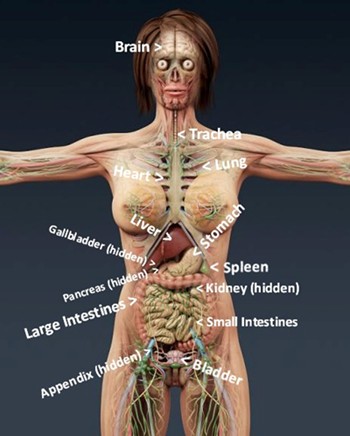 Diagram of organs of the human body