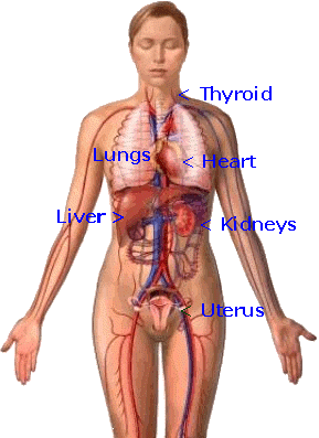 Diagram of the female body