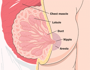 diagram of breasts