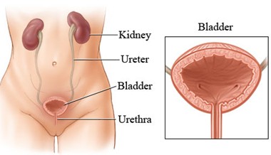 diagram of female kidneys
