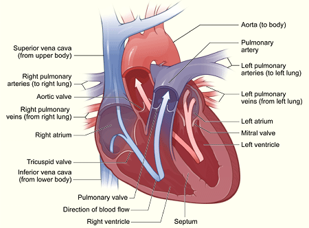 How the heart works