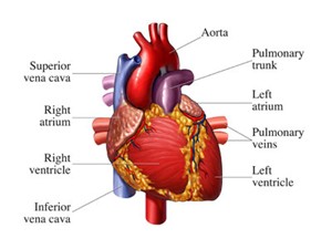 female heart diagram