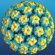 HPV virus picture