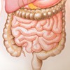 picture small intestines