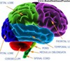 easy diagram of the brain