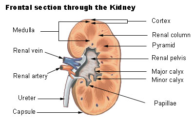 what the kidney looks like