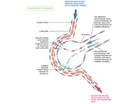 internal and external respiration