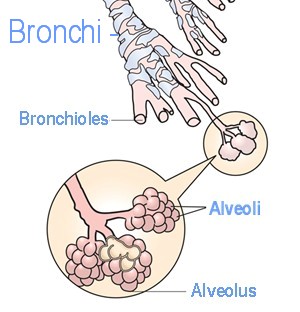 bronchi respiration system