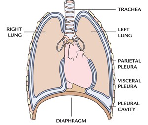 lungs pleura