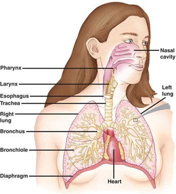 female respiratory system diagram