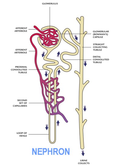 nephron system