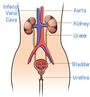 urinary system picture