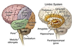 Diagram of the human brain