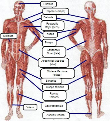 Female Muscles