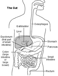 IBS Guide For Women