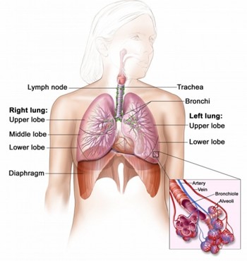 diagram of lungs