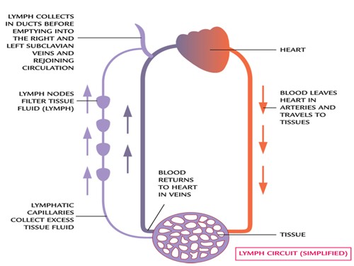 Lymph Circuit System