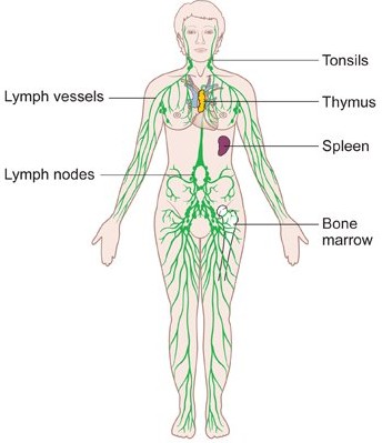 Diagram of the female lymphatic system