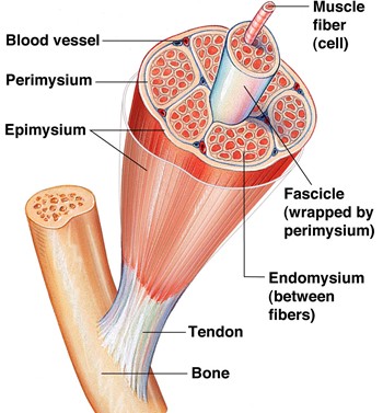 skeleton muscle