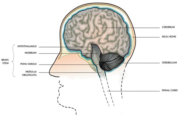 main parts of the brain
