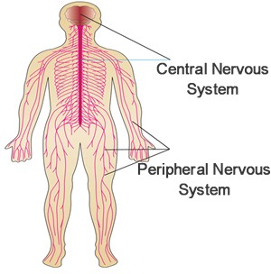 Diagram of human nervous system