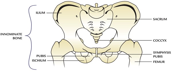 Pelvic bones
