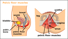 Pelvic Floor Muscles