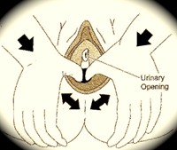 perineal massage diagram