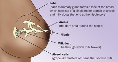 How Breast Milk Is Made