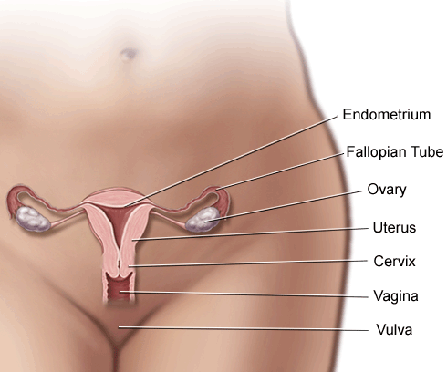 Female Reproductive Area