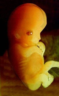7 Weeks