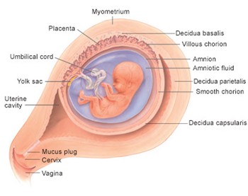 Embryo