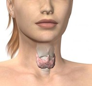 location of thyroid in women