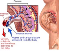 Placenta insufficiency picture