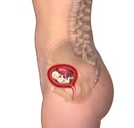 pregnancy first trimester